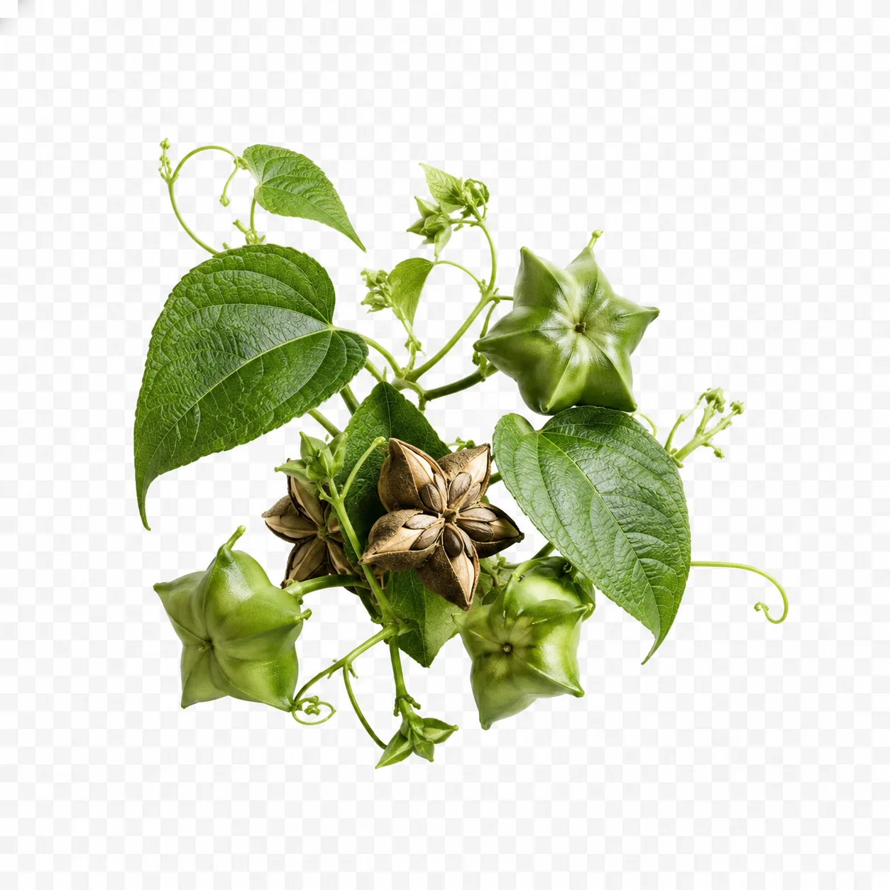 Extrato de Rosa